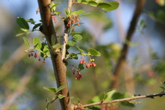 Phyllanthus reticulatus